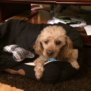 Meet your Posher, Breanna